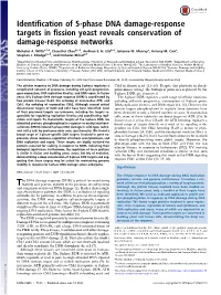 Identification of S-Phase DNA Damage-Response Targets in Fission Yeast Reveals Conservation of Damage-Response Networks