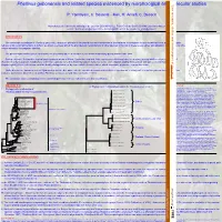 Phellinus Gabonensis and Related Species Evidenced by Morphological and Molecular Studies