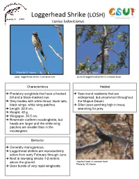 Loggerhead Shrike in Tamarisk Tree