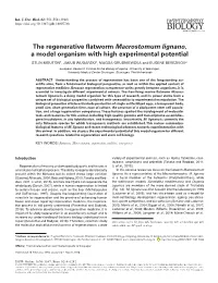 The Regenerative Flatworm Macrostomum Lignano, a Model