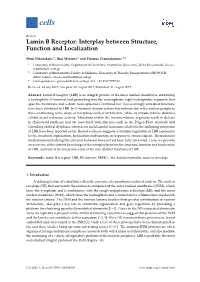 Lamin B Receptor: Interplay Between Structure, Function and Localization
