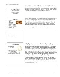 S L I D E 1 Canine Brucellosis, Caused by Brucella Canis, Is an Important Cause of Reproductive Failure, Particularly in Kennels