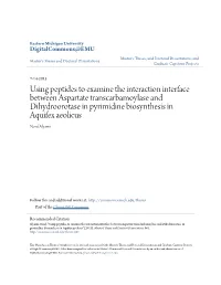 Using Peptides to Examine the Interaction Interface Between Aspartate Transcarbamoylase and Dihydroorotase in Pyrimidine Biosynthesis in Aquifex Aeolicus Nouf Alyami