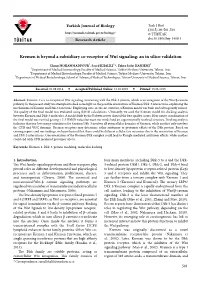 Kremen Is Beyond a Subsidiary Co-Receptor of Wnt Signaling: an in Silico Validation
