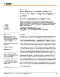 Immortalization of Common Marmoset Monkey Fibroblasts by Piggybac Transposition of Htert