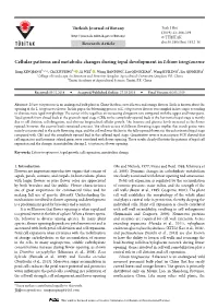 Cellular Patterns and Metabolic Changes During Tepal Development in Lilium Tsingtauense