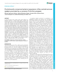 Evolutionarily Conserved Anterior Expansion of the Central Nervous System Promoted by a Common Pcg-Hox Program