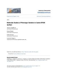 Molecular Studies of Phenotype Variation in Canine RPGR-XLPRA1