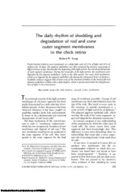 The Daily Rhythm of Shedding and Degradation of Rod and Cone Outer Segment Membranes in the Chick Retina