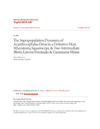 The Suprapopulation Dynamics of Acanthocephalus Dirus in a Definitive Host, Etheostoma Squamiceps, and Two Intermediate Hosts, Lirceus Fontinalis and Gammarus Minus