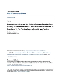 Reverse Genetic Analysis of a Cysteine Protease-Encoding Gene
