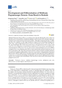 Development and Differentiation of Midbrain Dopaminergic
