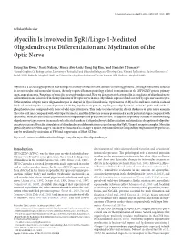 Myocilin Is Involved in Ngr1/Lingo-1-Mediated Oligodendrocyte Differentiation and Myelination of the Optic Nerve