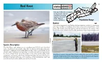 Red Knot Endangered STATUS Endangered Nova Scotia Calidris Canutus Rufa