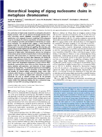 Hierarchical Looping of Zigzag Nucleosome Chains in Metaphase Chromosomes