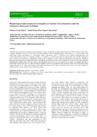 Morphological and Anatomical Investigation on Three Taxa Of