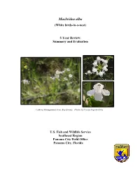 Macbridea Alba