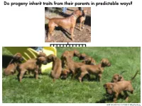 Do Progeny Inherit Traits from Their Parents in Predictable Ways?