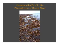 Lecture21 Stramenopiles-Phaeophyceae.Pptx