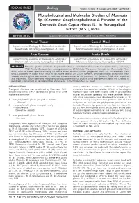 Morphological and Molecular Studies of Moniezia Sp