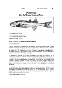 PEJERREY Basilichthys Microlepidotus