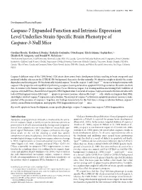 Caspase-7 Expanded Function and Intrinsic Expression Level Underlies Strain-Specific Brain Phenotype of Caspase-3-Null Mice