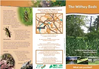 Download Our Leaflet (Pdf)