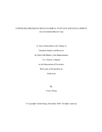 HYPERFORIN PROMOTES MITOCHONDRIAL FUNCTION and DEVELOPMENT of OLIGODENDROCYTES a Thesis Submitted to the College of Graduate