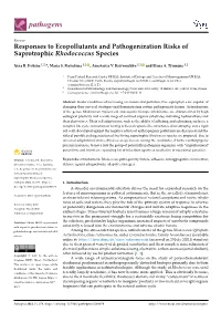 Responses to Ecopollutants and Pathogenization Risks of Saprotrophic Rhodococcus Species