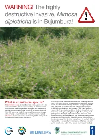 The Highly Destructive Invasive, Mimosa Diplotricha Is in Bujumbura!
