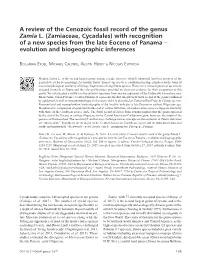 A Review of the Cenozoic Fossil Record of the Genus Zamia L. (Zamiaceae, Cycadales) with Recognition of a Ne