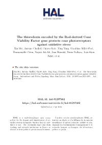 The Thioredoxin Encoded by the Rod-Derived Cone Viability Factor