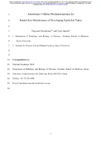 Anisotropic Cellular Mechanoresponse for Radial Size Maintenance Of