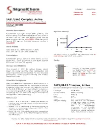SAE1/UBA2 Complex, Active Recombinant Full-Length Human Proteins Expressed in Sf9 Cells