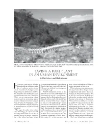 SAVING a RARE PLANT in an URBAN ENVIRONMENT by Keith Greer and Holly Cheong