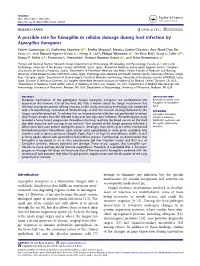 A Possible Role for Fumagillin in Cellular Damage During Host