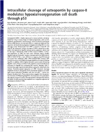 Intracellular Cleavage of Osteopontin by Caspase-8 Modulates Hypoxia/Reoxygenation Cell Death Through P53