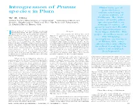 Introgression of Prunus Species in Plum