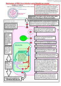 Mechanism of RNA Virus Infection Using Rubella As a Model