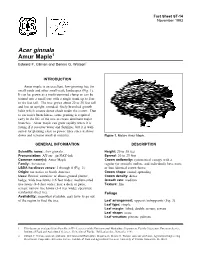 Acer Ginnala Amur Maple1 Edward F