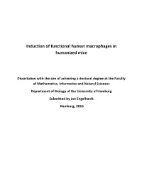 Induction of Functional Human Macrophages in Humanized Mice