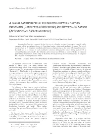 A Casual Cantharophily: the Meeting Between Astylus