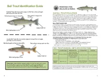 Bull Trout Identification Guide