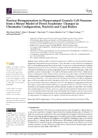 Nuclear Reorganization in Hippocampal Granule Cell Neurons from a Mouse Model of Down Syndrome: Changes in Chromatin Conﬁguration, Nucleoli and Cajal Bodies