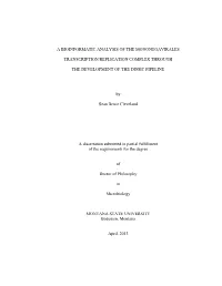 A Bioinformatic Analysis of the Mononegavirales