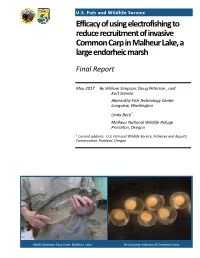 Efficacy of Using Electrofishing to Reduce Recruitment of Invasive Common Carp in Malheur Lake, a Large Endorheic Marsh
