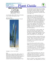 Cattail, Typha Latifolia