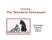 Presenting the Standard Schnauzer