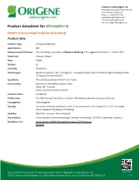 FHOD1 (C-Term) Rabbit Polyclonal Antibody Product Data
