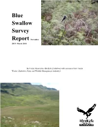 Blue Swallow Survey Report November